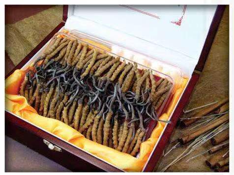 弓长岭冬虫夏草回收